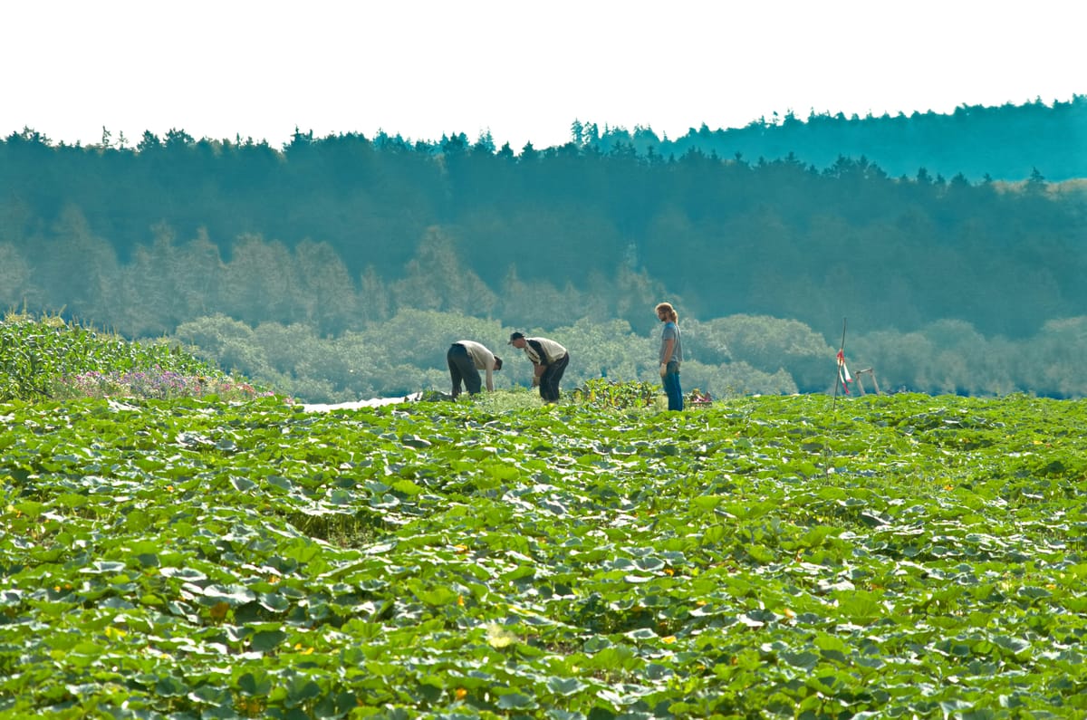Who Picks the Harvest? The Hidden Economic Cost of Mass Deportations
