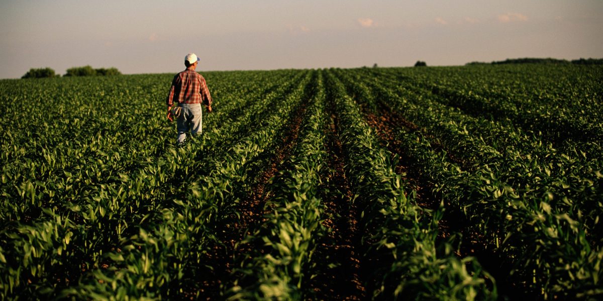 U.S. Farmers Face Mounting Financial Pressure Amid Falling Crop Prices and High Input Costs