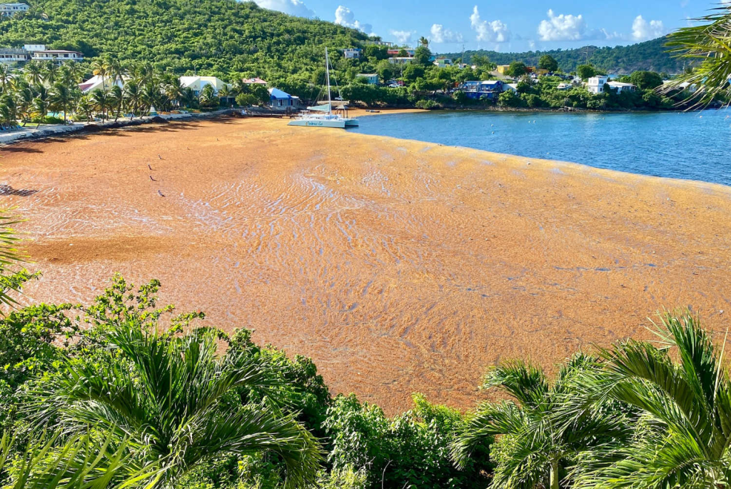 Sargassum Seaweed Inundations Cost Millions in U.S. Coastal Regions